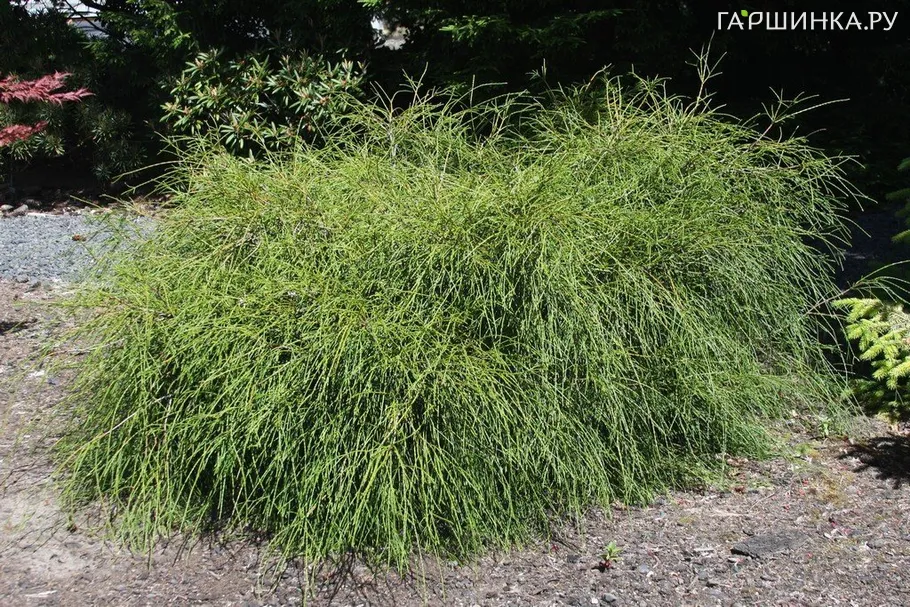 Туя Кагерс Бьюти складчатая