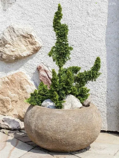 Туя западная Саграда