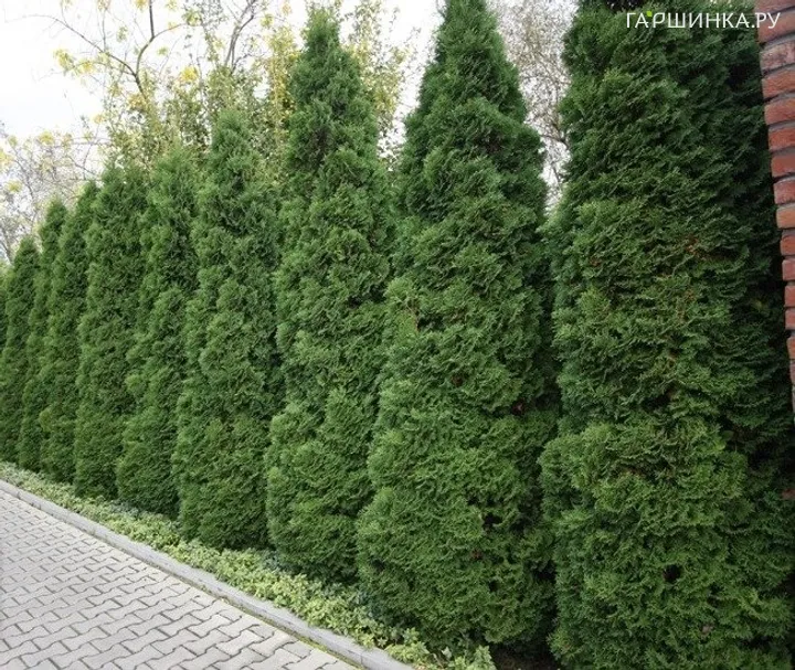 Туя западная Зматлик