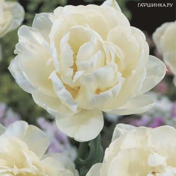 Тюльпан Ап Уайт махровый 5шт