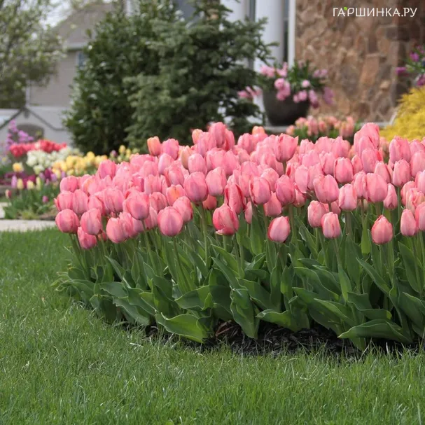 Тюльпан Мистик Ван Эйк 5шт.
