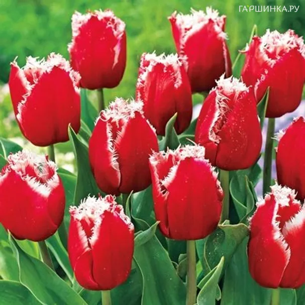 Тюльпан Нью Санта бахромчатый 5шт.