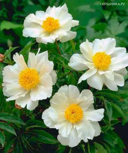 Пион Уайт Вингс