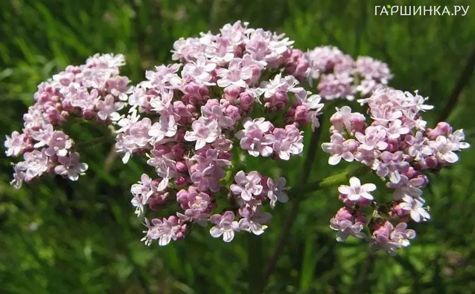 Валериана лекарственная