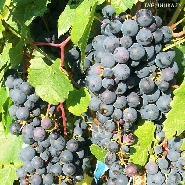 Виноград Мариновский неукрывной