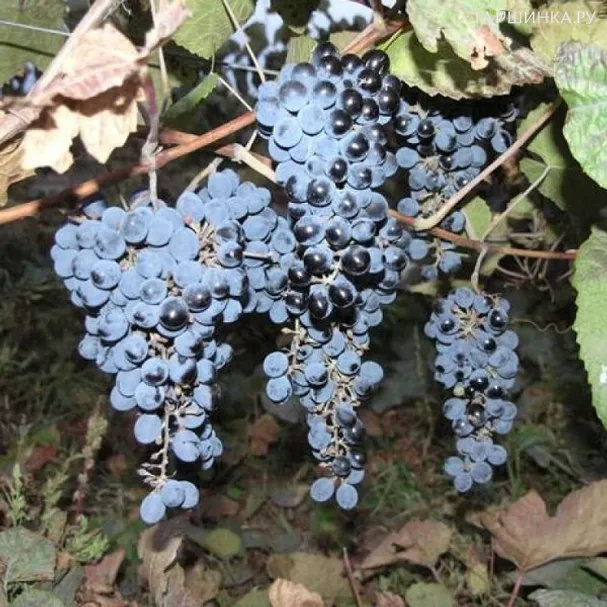 Виноград Оленьевский неукрывной