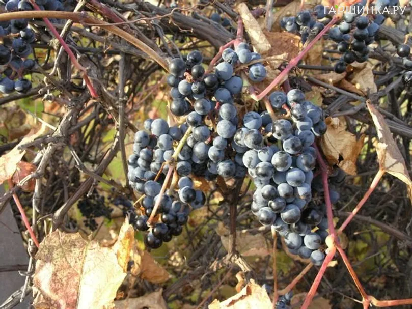 Виноград Первенец Амура неукрывной