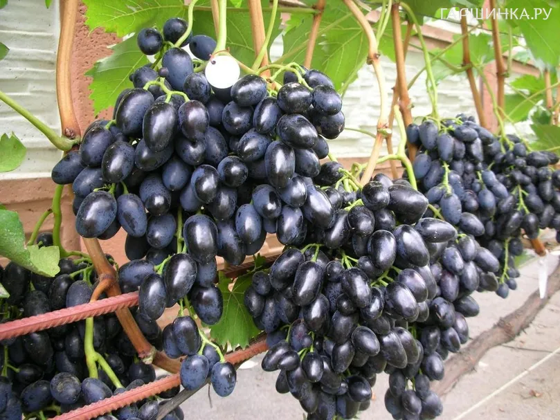 Виноград Надежда АЗОС столовый