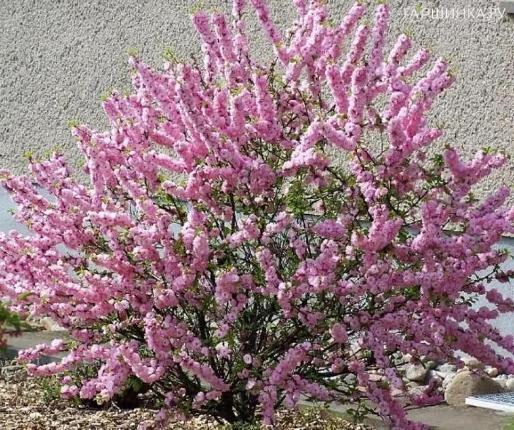 Вишня Розеа Плена