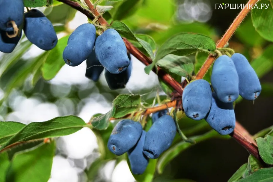 Жимолость Поздняя