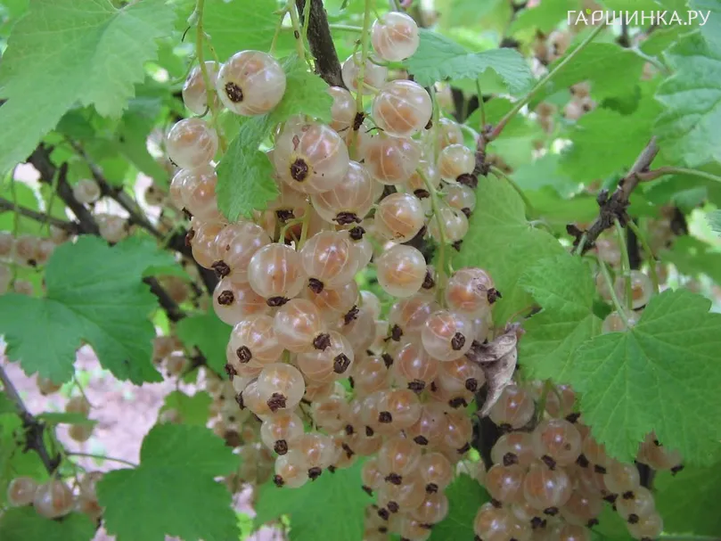 Смородина Булонь белая