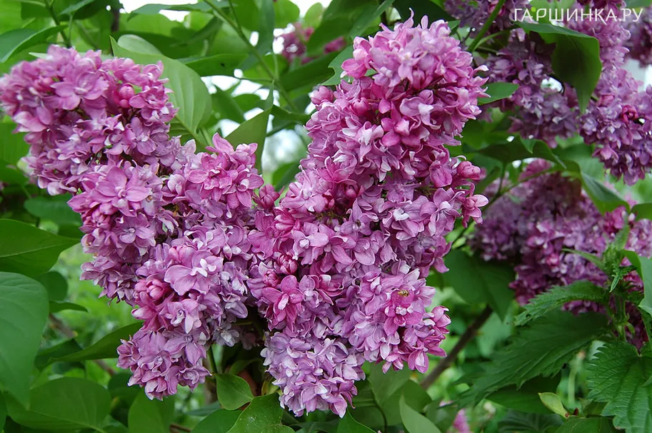 Сирень Память о Вехове