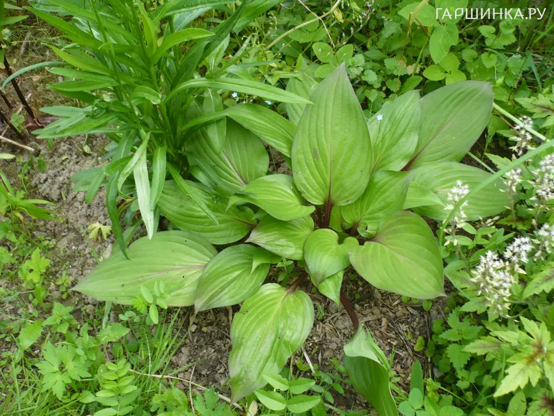 Хоста Ферст Блаш (M)