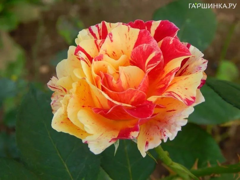 Роза Камиль Писсарро флорибунда, Топалович (лиц)