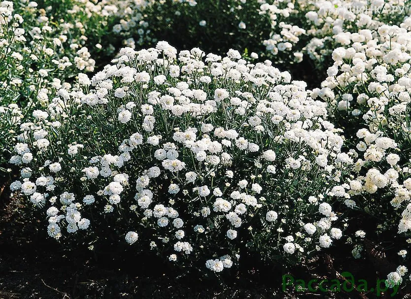 Тысячелистник птармика