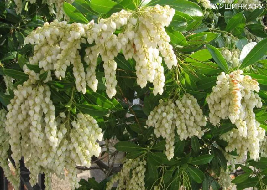 Пиерис Вариегата японский