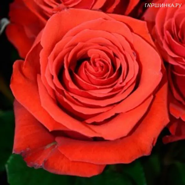 Роза Медальон чайно-гибридная, Imperial Rose