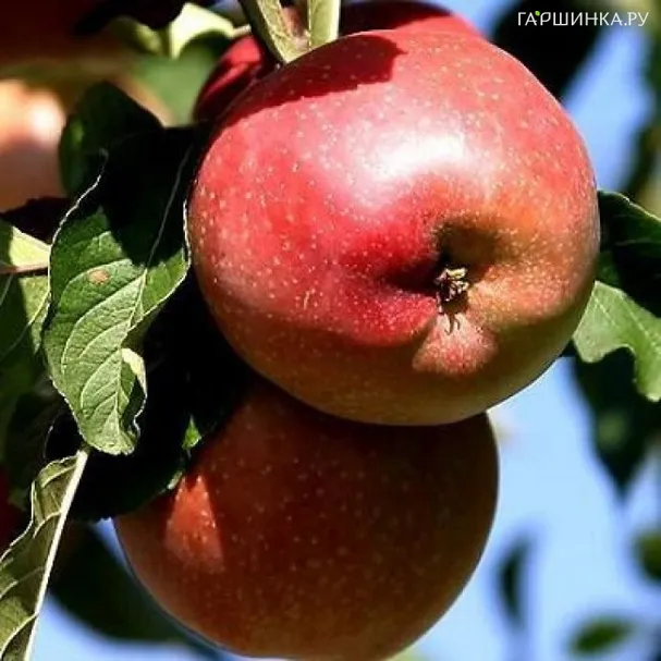 Яблоня Джин колоновидная