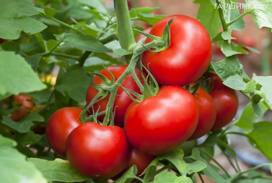 Томат Полярный скороспелый