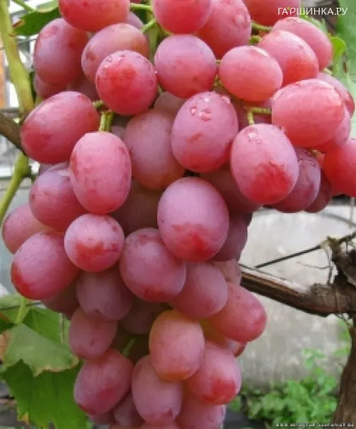 Виноград Ливия столовый