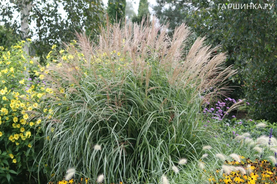 Мискантус Кляйн Фонтан