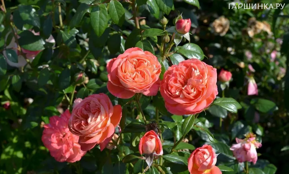 Роза Квин оф Хартс флорибунда, Топалович (лиц)