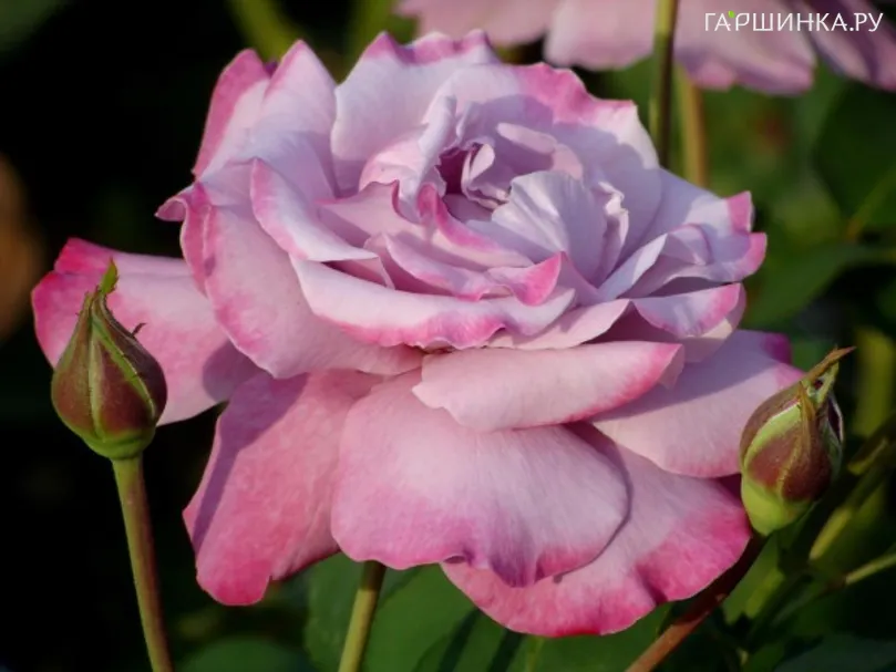 Роза Аметиста, Барни (лиц)