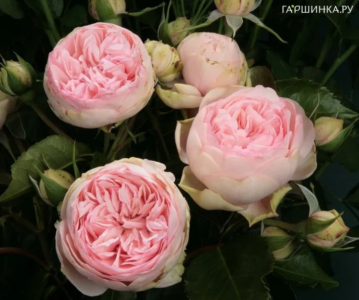 Роза Чарминг Пиано чайно-гибридная, Тантау (лиц)