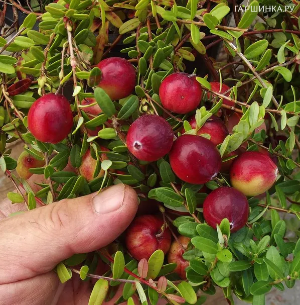 Клюква Стивенс крупноплодная