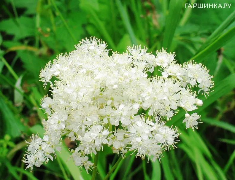 Лабазник (таволга) вязолистная