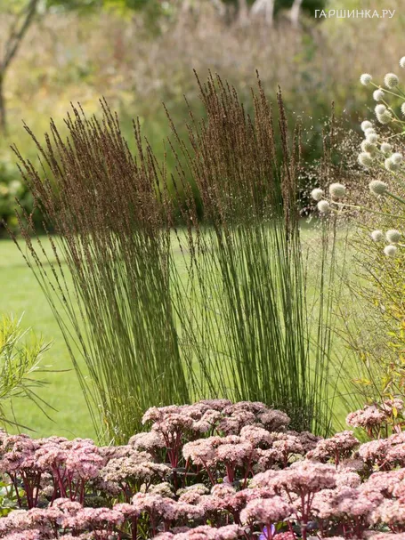 Молиния Морхекс голубая