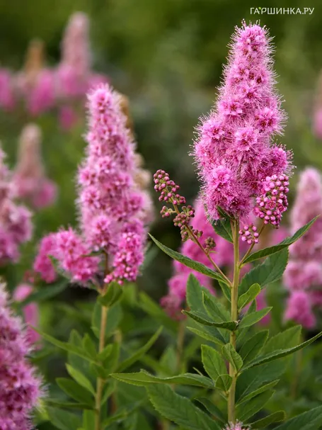 Спирея Билларда Триумфанс