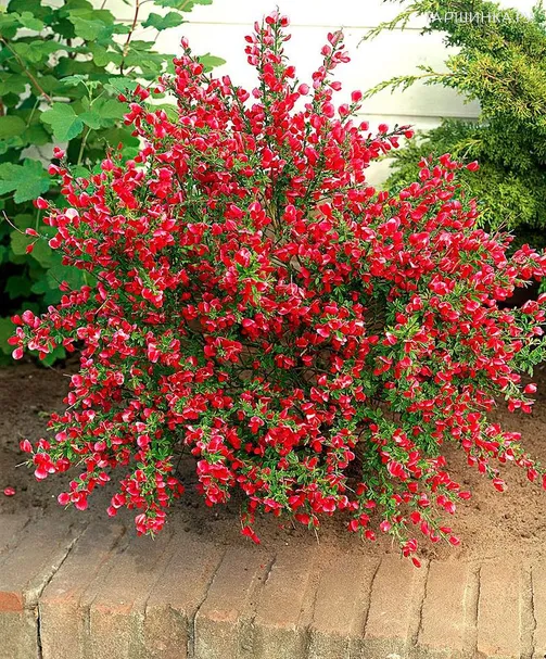 Ракитник Боскоп Руби