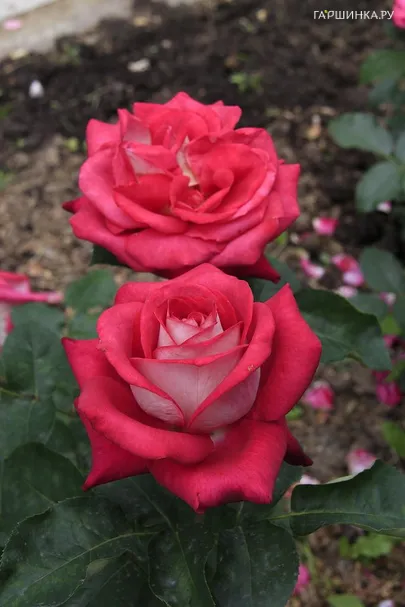 Роза Моника Беллуччи чайно-гибридная, Топалович (лиц)