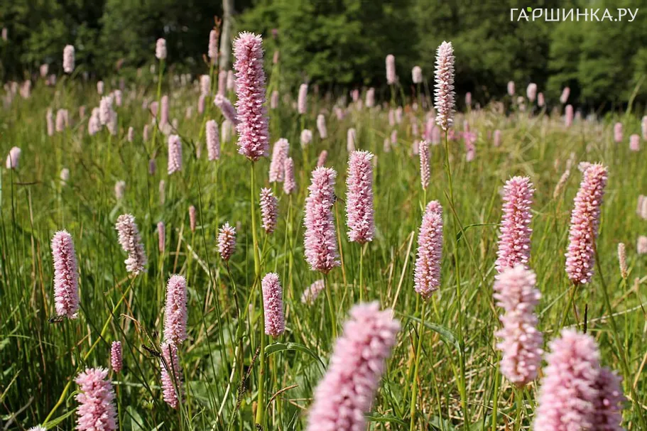 Горец змеиный