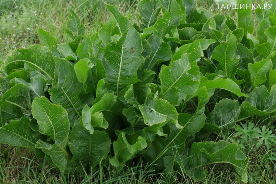 Хрен обыкновенный