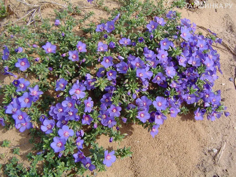 Анагаллис нежный