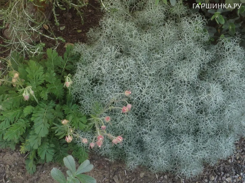 Полынь Канесценс