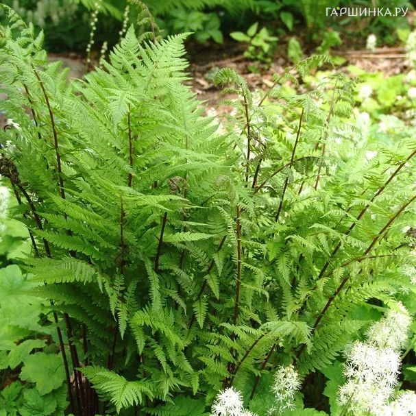 Кочедыжник (папоротник) Леди ин Ред