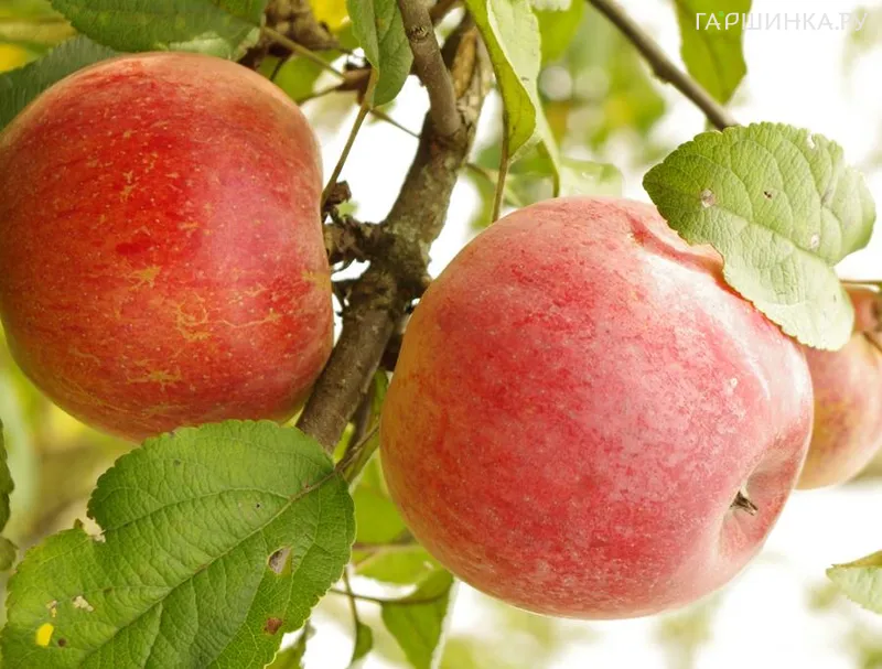 Яблоня Ауксис с/п