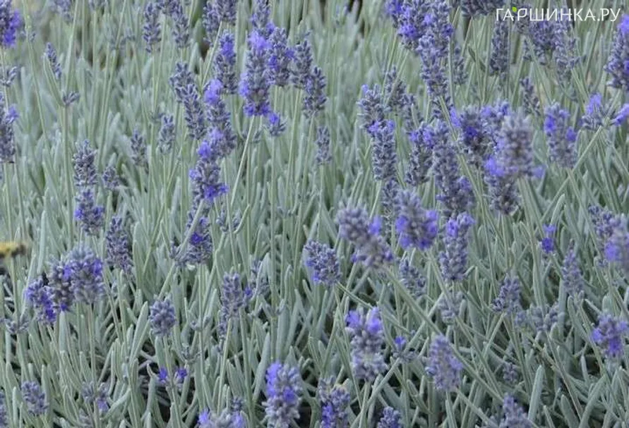 Лаванда Сильвер Мист