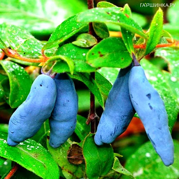 Жимолость Бакчарская