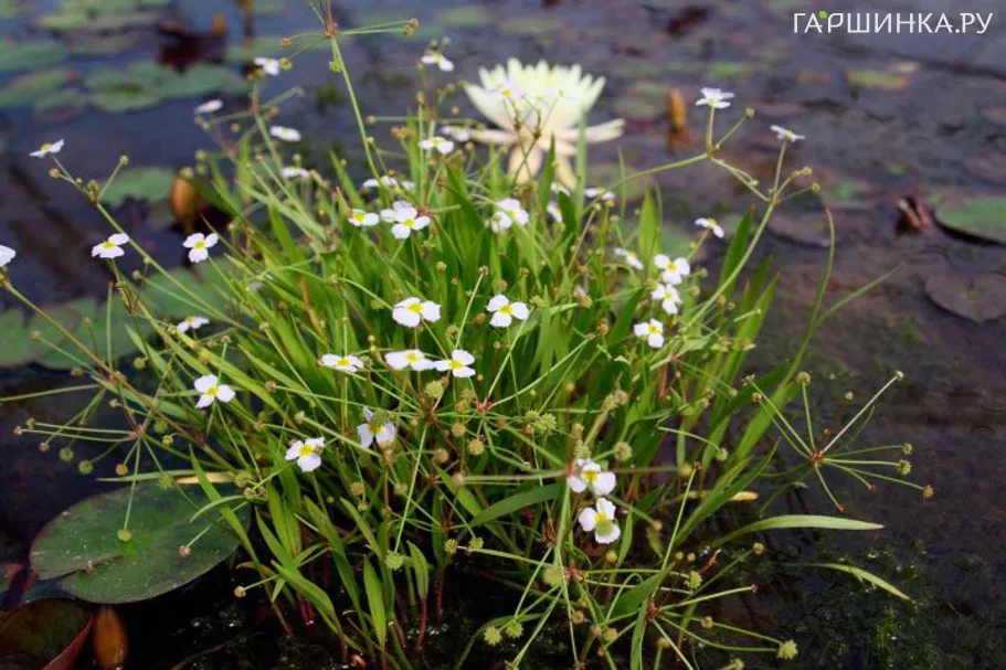 Балделлия лютиковая