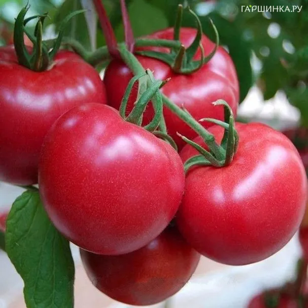 Томат Банзай 0.1г