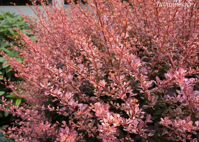 Барбарис Тунберга Роуз Глоу