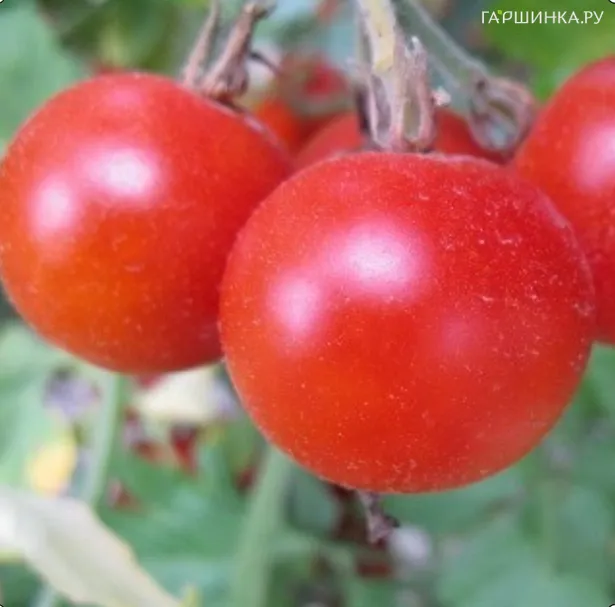 Томат Бархатный сезон 20шт