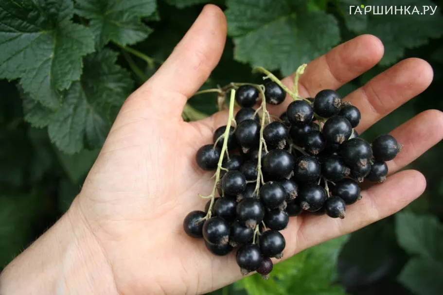 Смородина Безсемянная