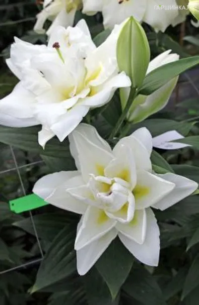 Лилия Близзард восточная махровая/2шт