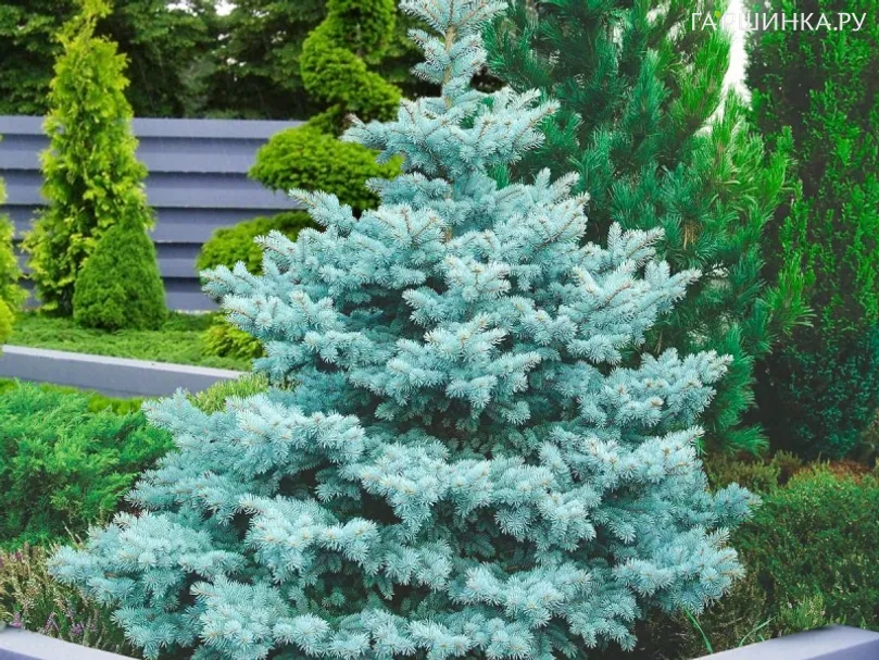 Ель колючая Блю Даймонд голубая