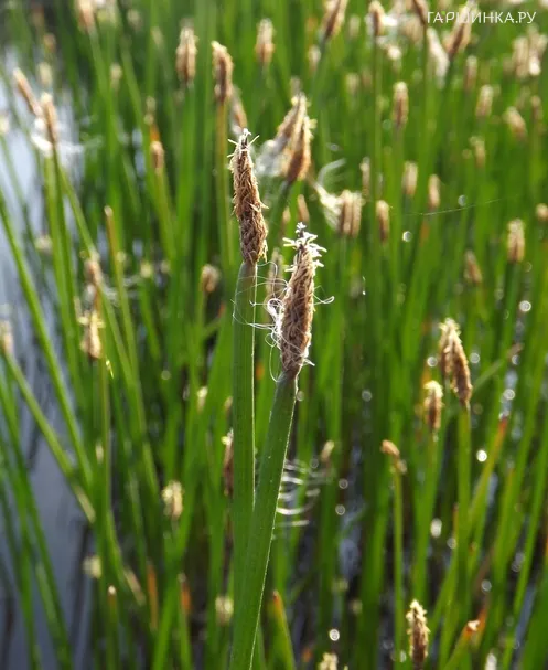 Болотница болотная